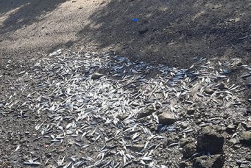 Des centaines de poissons morts en Petite-Terre