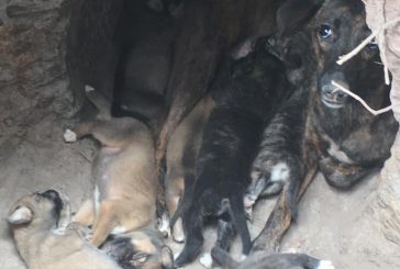 Un élevage clandestin de chiens découvert à la Convalescence