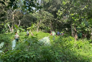 Opération de lutte contre les plantations illégales
