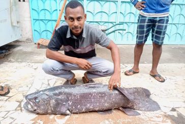 Un Coelacanthe de 30 kilos pêché au large d’Anjouan