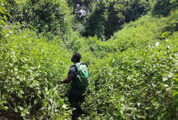 La startup mahoraise de biotechnologie « MayBiotech » lance un projet pour la valorisation économique des espèces végétales envahissantes de Mayotte !