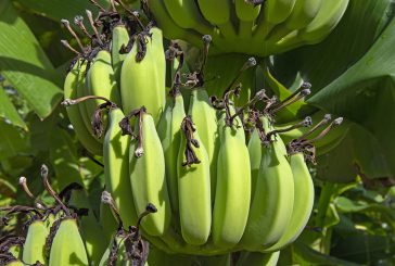 La campagne de la PAC 2022 est officiellement ouverte depuis le 1er avril 2022