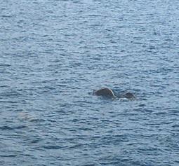 Trois dugongs observés ensemble dans le lagon