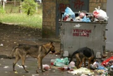 Nouvelle phase d’abattage des chiens errants aux abords du collège de Kwalé