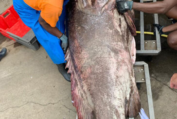 Une pêche extraordinaire qui vaut un record du monde pour Mayotte
