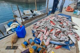 3,5 tonnes de poissons achetés à Madagascar saisis à Mayotte
