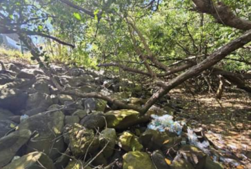 Des déchets dangereux ont été retrouvés dans la mangrove à Mamoudzou