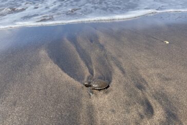 Les grandes marées ont eu des conséquences graves sur les oeufs de tortues