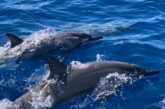 Deux dauphins repartent vers le large après avoir été coincés plusieurs heures sur le platier de la plage d’Hamjago