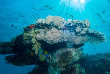 Mayotte confrontée à un blanchissement corallien, le Parc marin lance un appel au public