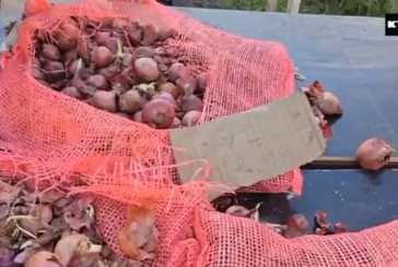 Les oignons reviennent sur les étales (vidéo)