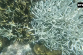 Vidéo du jour : le corail de Mayotte blanchit dangereusement