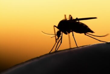Alerte à la dengue à Mayotte : appel à la vigilance