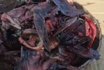 Une tonne de poissons avariés saisie à Mtsapéré