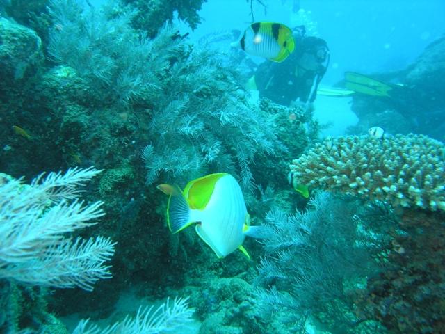 Journée d’échanges : Inscription du lagon de Mayotte au patrimoine mondial de l’Unesco