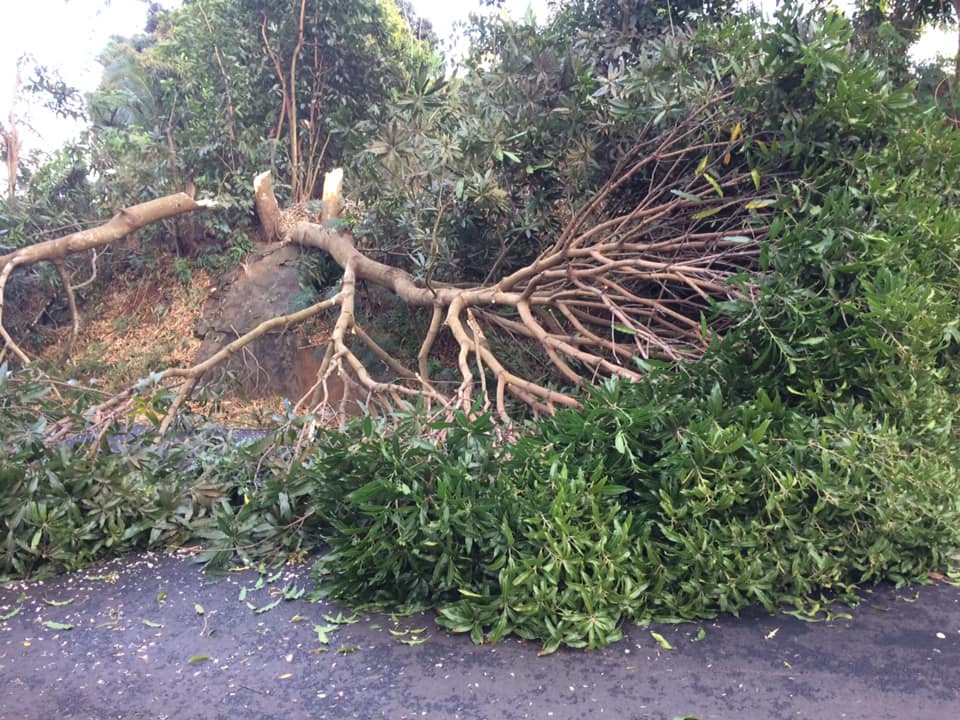 Des arbres coupés tombés sur la route