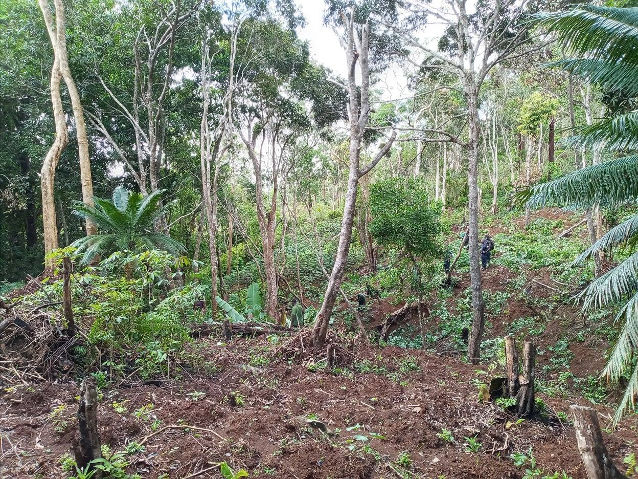 Les pouvoirs locaux contre les cultures illégales