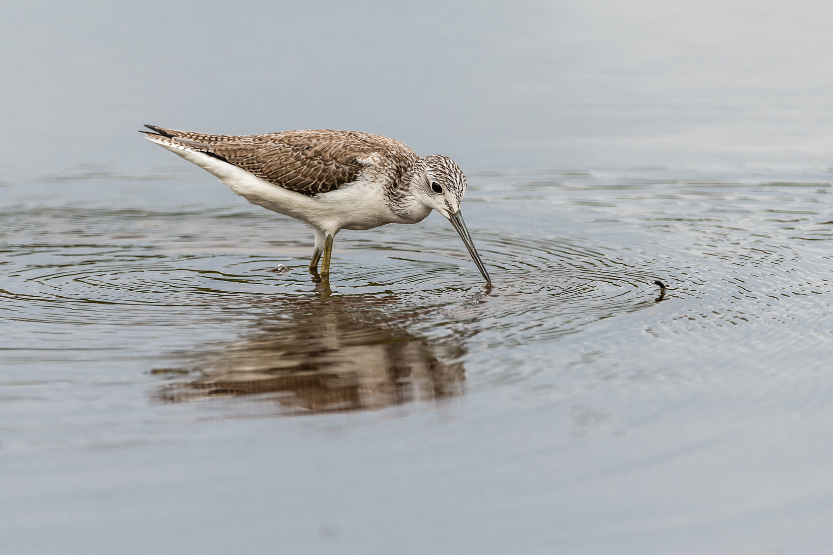 Le GEPOMAY a recensé les oiseaux de Mayotte
