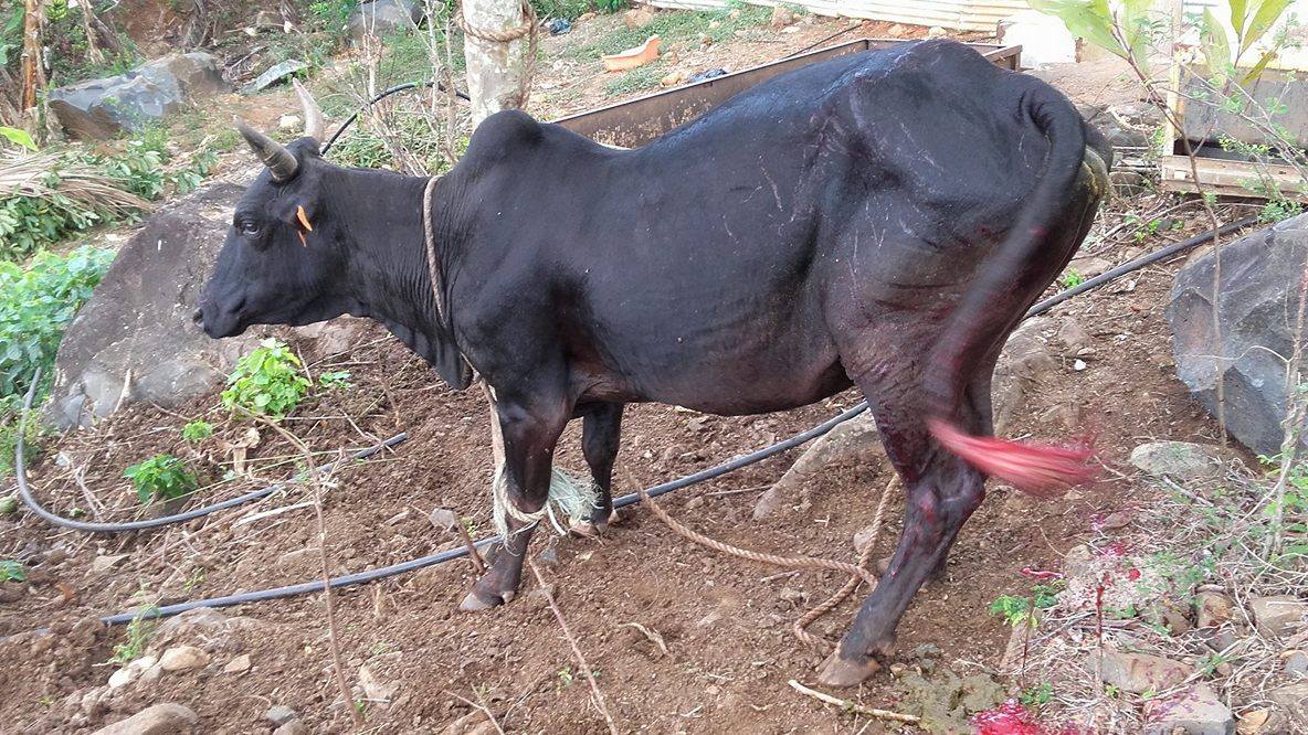 Dapani : un accident de la route causé par une vache