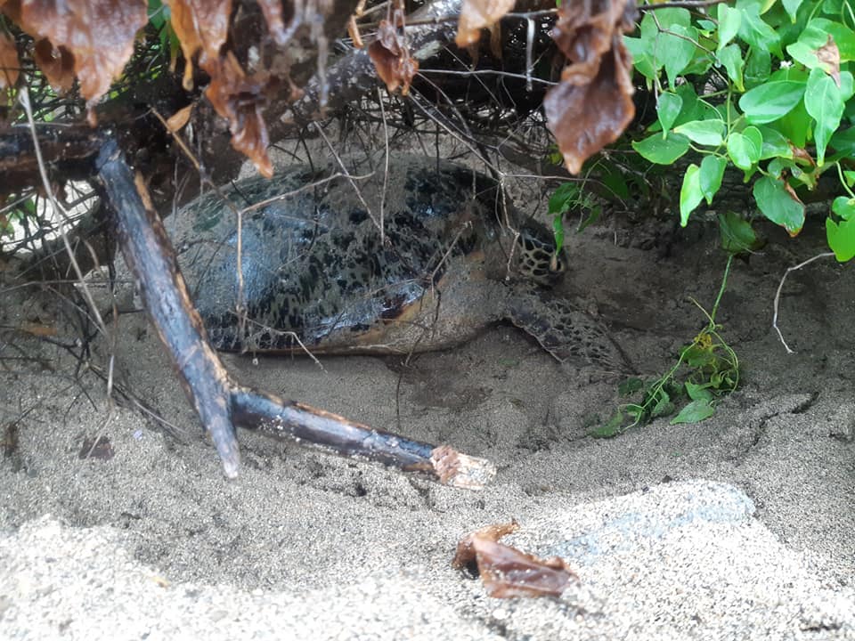 Papani : une tortue sauvée des racines