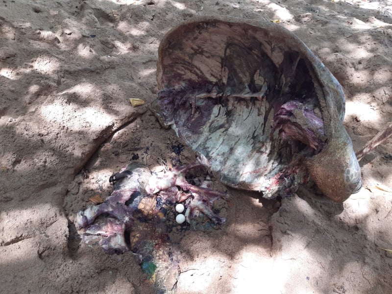 Des braconniers pris en flagrant délit sur des tortues