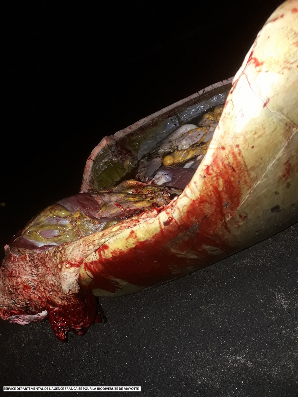 Un braconnier interpellé sur la plage de Kani-kéli