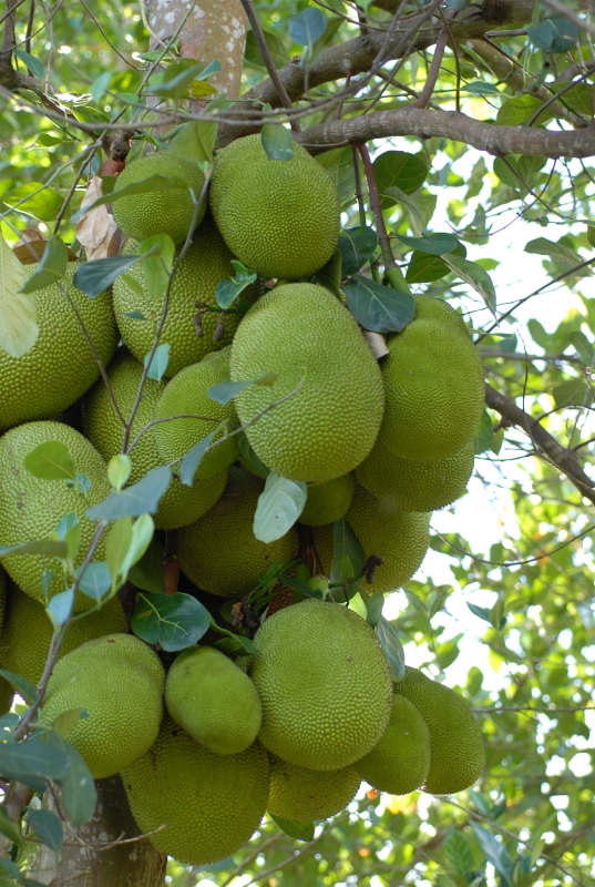 Un livre en 3 tomes pour découvrir les fruits et légumes de Mayotte