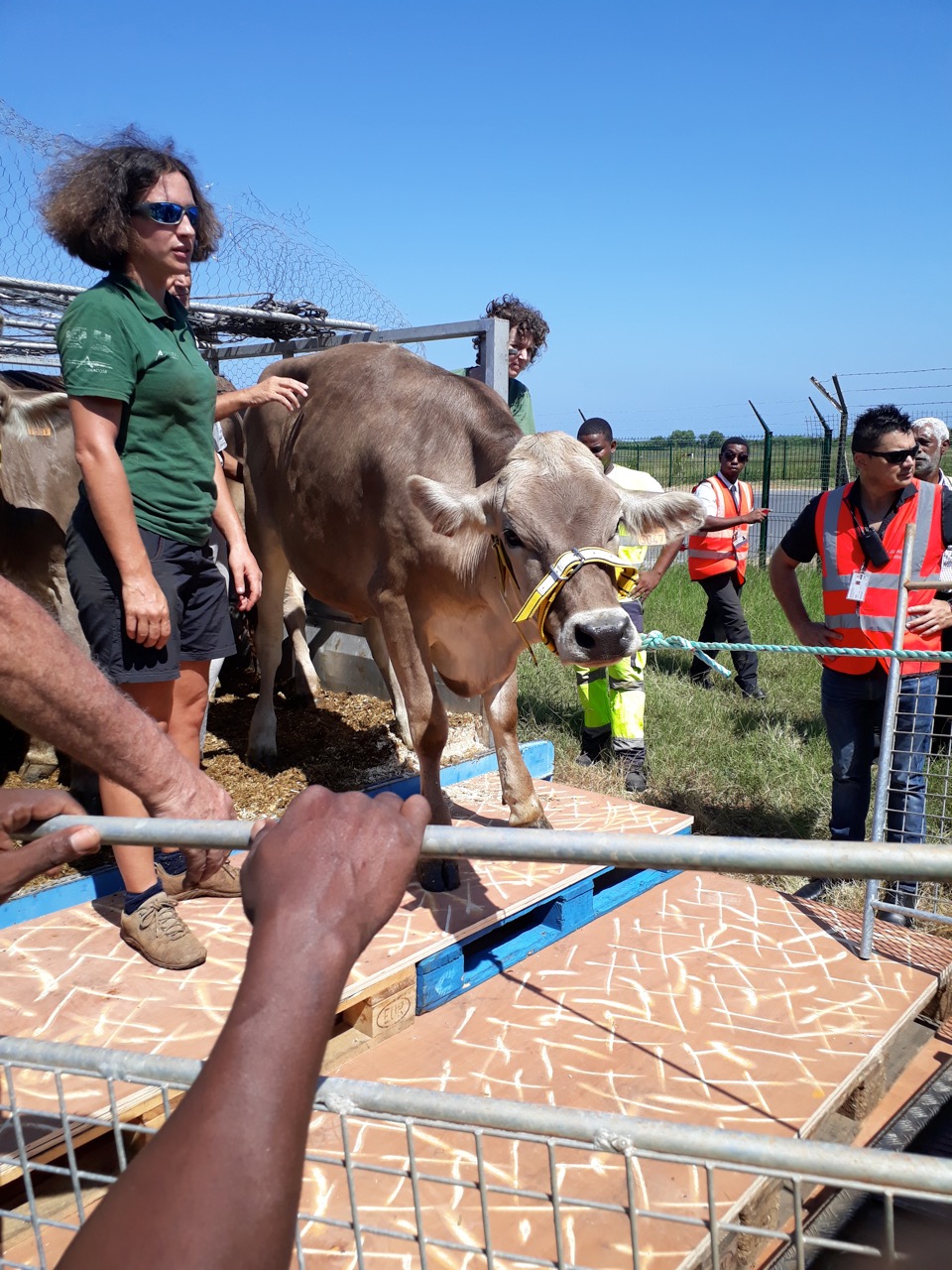 Dix vaches sont arrivées à Mayotte