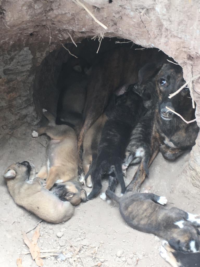 Un élevage clandestin de chiens découvert à la Convalescence