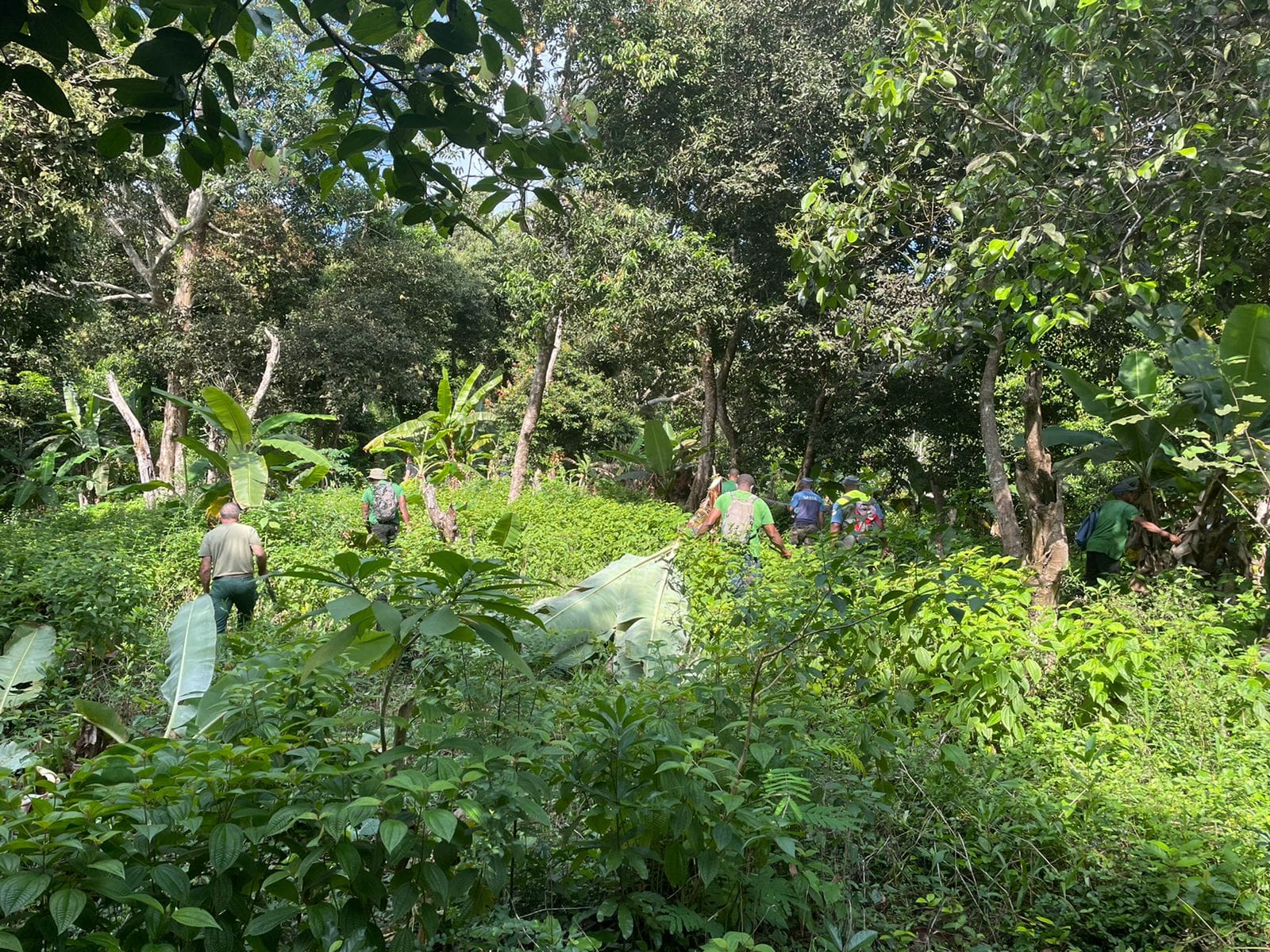 Opération de lutte contre les plantations illégales