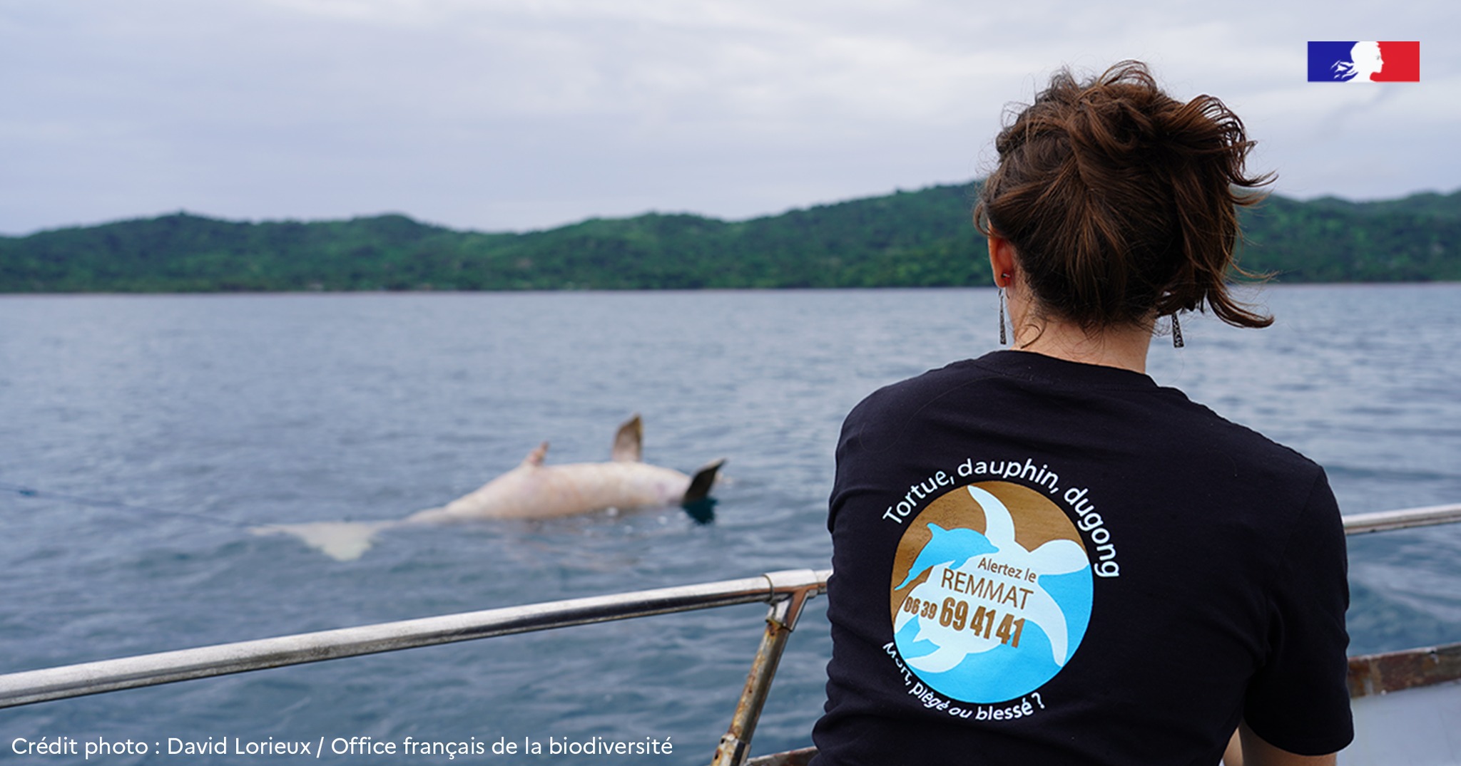 Un dugong retrouvé mort dans le lagon