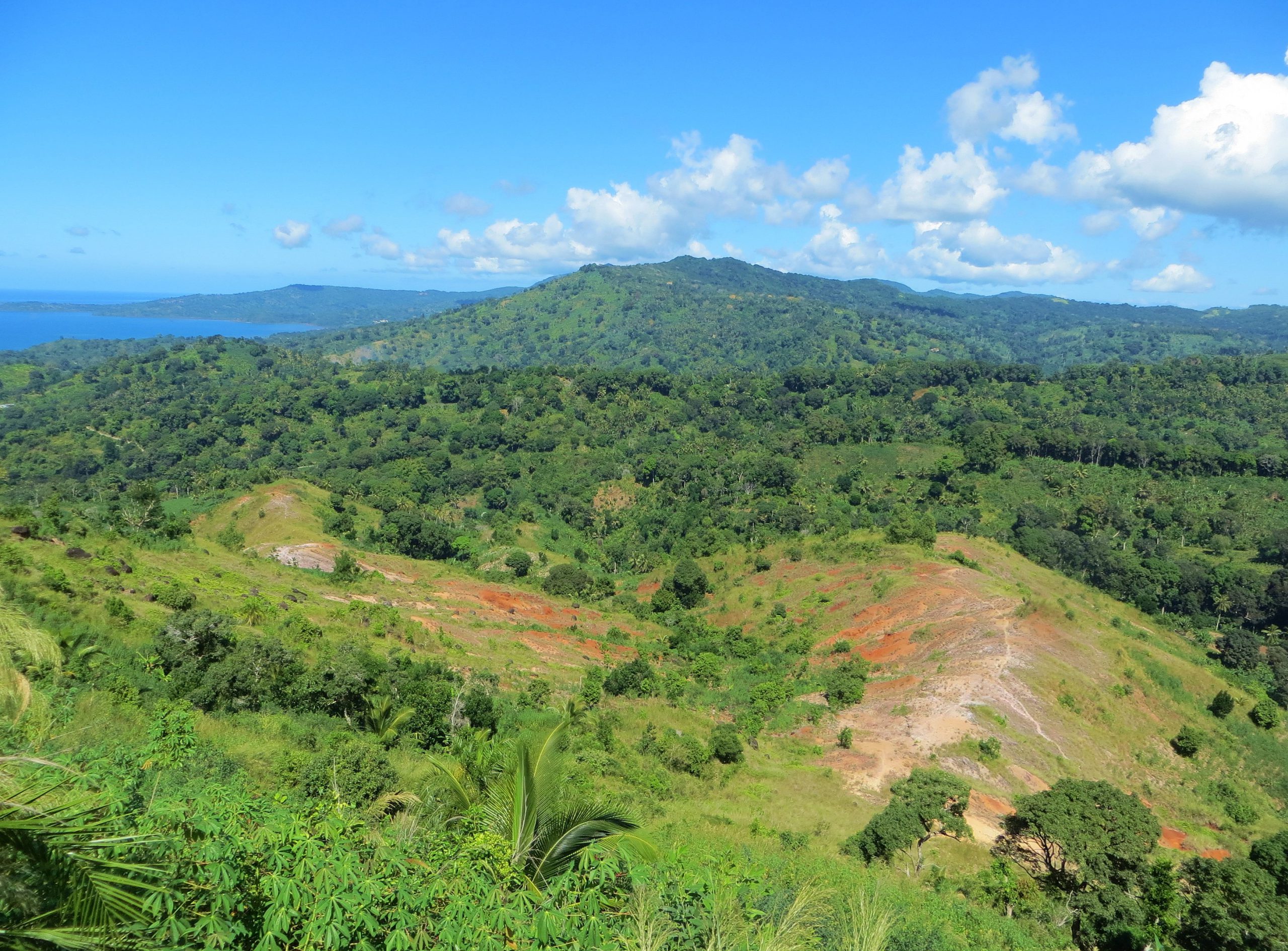 Destruction de 4,5 hectares de cultures illégales pour replanter des arbres