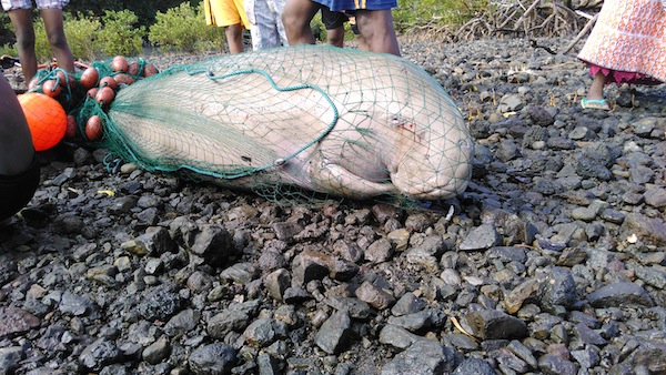 Braconnage de dugong à Kani-Bé