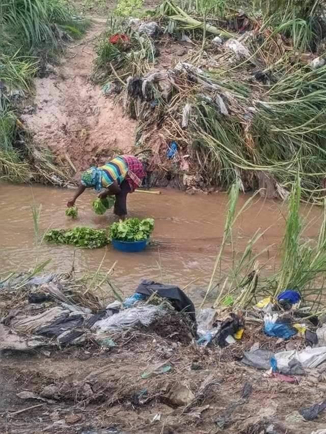 Des salades vendues sur le marché lavées dans la rivière