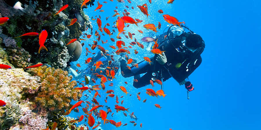 Le festival de l’image sous-marine aura bien lieu du 26 au 29 mai