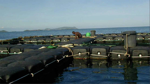 100 tonnes de poissons meurent de faim à Longoni