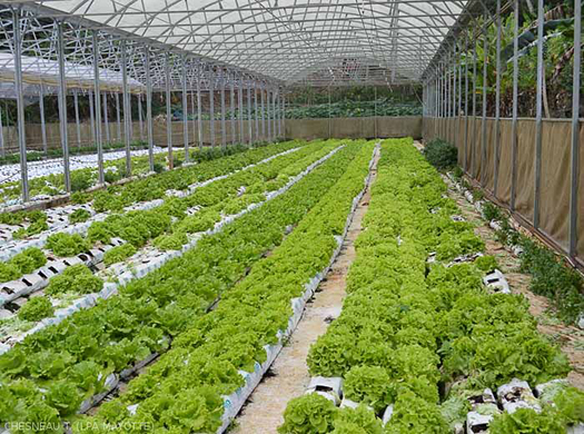 Le budget POSEI du monde agricole ne baissera pas avant 2027