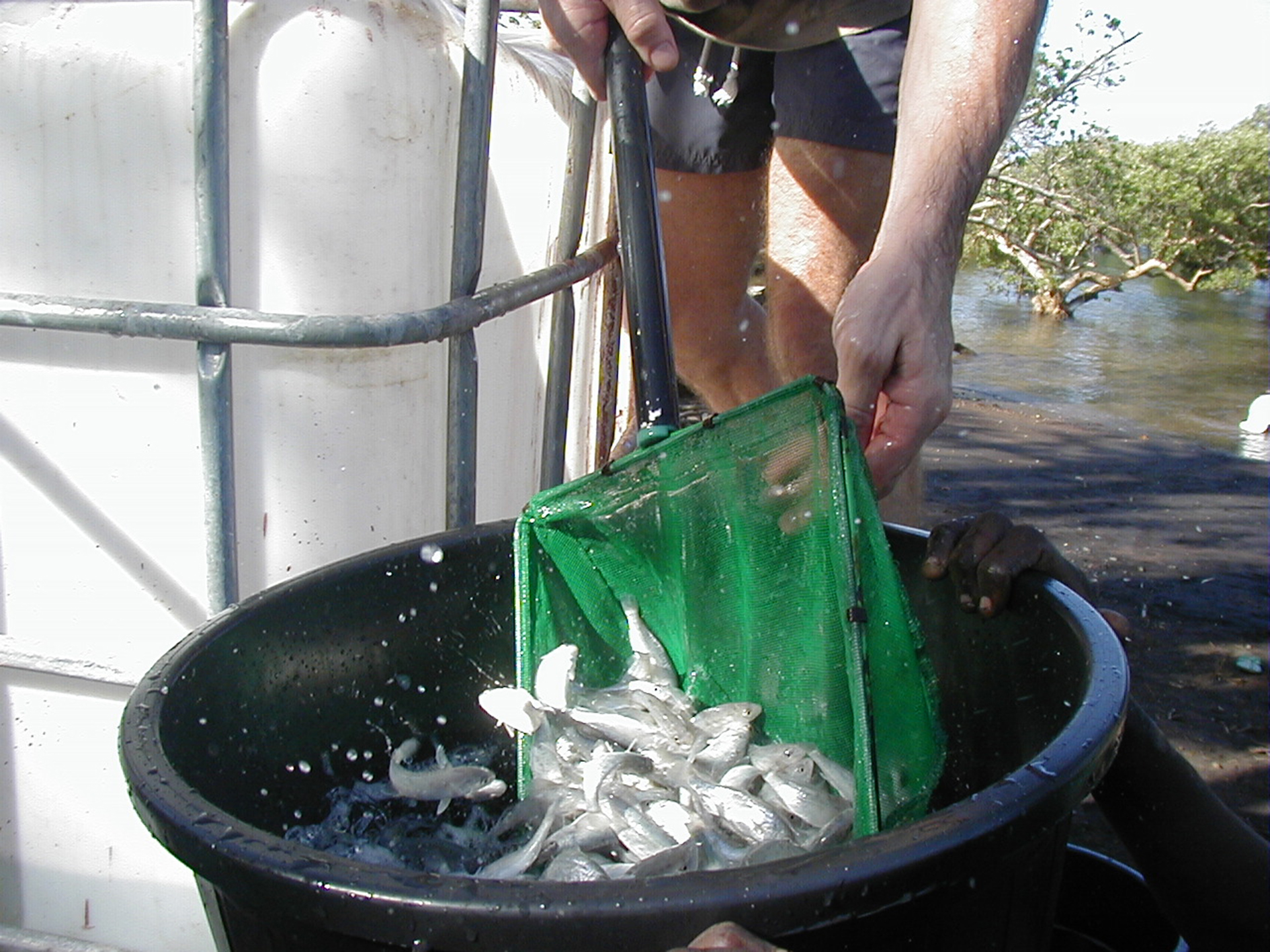 L’aquaculture en danger à Mayotte
