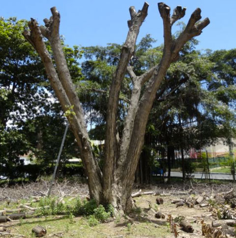 Le parc de la résidence défiguré
