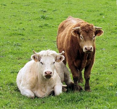 Lancement de campagne 2018 pour l’aide  de « minimis bovins »
