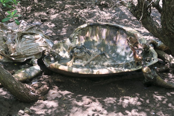 De nouveaux cas de braconnage à Saziley