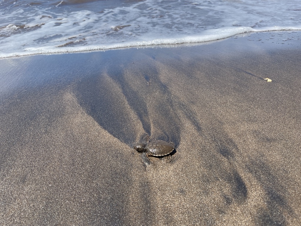 Les grandes marées ont eu des conséquences graves sur les oeufs de tortues