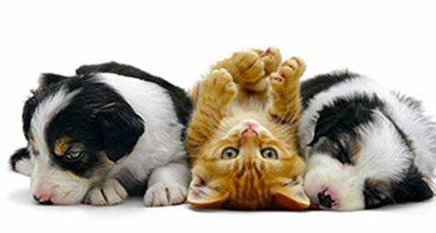 Fermeture du refuge “Gueules d’amour”