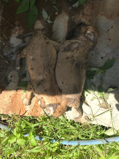 Plusieurs cadavres de chiens retrouvés derrière DISMA à Kaweni