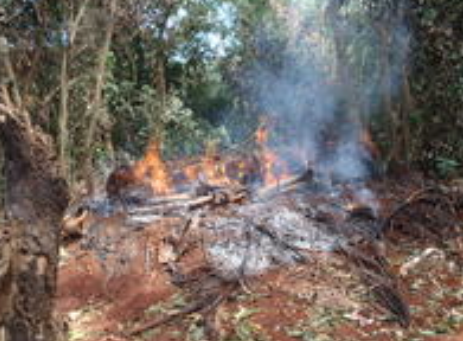 18 ha de forêt détruits illégalement