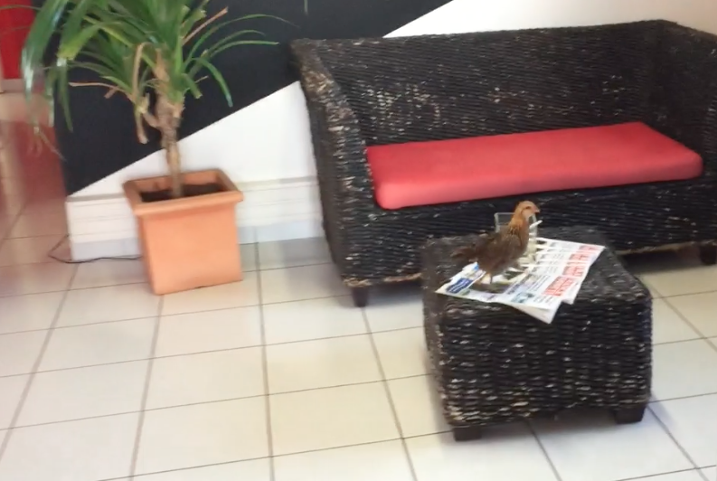 Insolite : une poule à la tv…