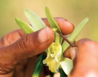 Découverte de la Vanille de Mayotte : de la plante à la fleur
