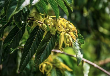 Agrotourisme : journée distillation d’ylang-ylang