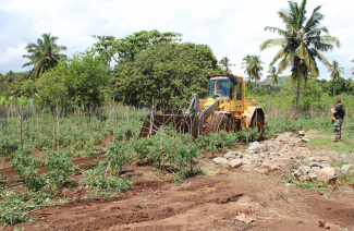 5000m2 de tomates détruites par l’Etat