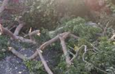 Vahibé : un arbre tombé au milieu de la route